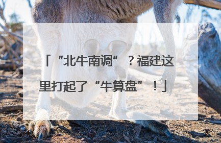 “北牛南调”？福建这里打起了“牛算盘”！