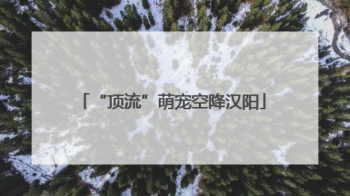 “顶流”萌宠空降汉阳