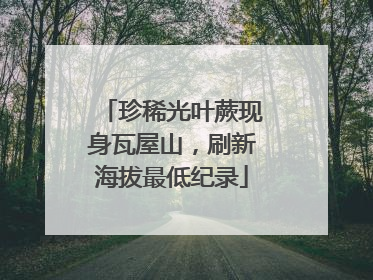 珍稀光叶蕨现身瓦屋山，刷新海拔最低纪录