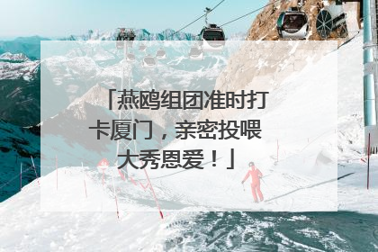 燕鸥组团准时打卡厦门，亲密投喂大秀恩爱！