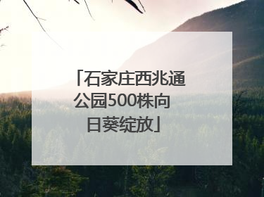石家庄西兆通公园500株向日葵绽放