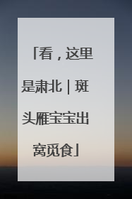 看，这里是肃北｜斑头雁宝宝出窝觅食