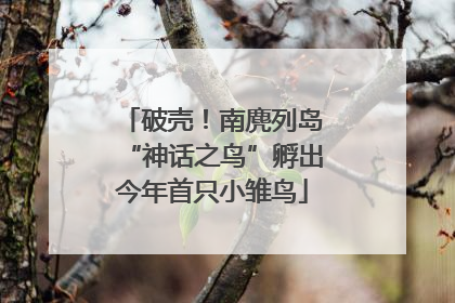 破壳！南麂列岛“神话之鸟”孵出今年首只小雏鸟