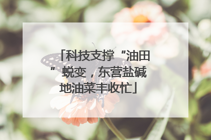 科技支撑“油田”蜕变，东营盐碱地油菜丰收忙