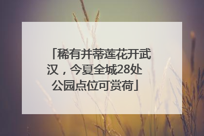 稀有并蒂莲花开武汉，今夏全城28处公园点位可赏荷