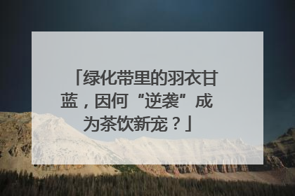 绿化带里的羽衣甘蓝，因何“逆袭”成为茶饮新宠？
