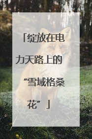 绽放在电力天路上的“雪域格桑花”