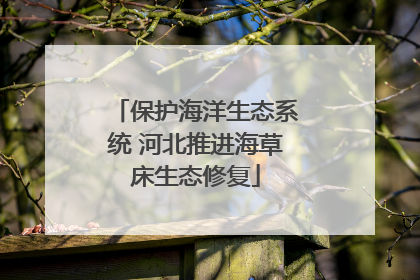 保护海洋生态系统 河北推进海草床生态修复