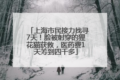 上海市民接力找寻7天！脸被射穿的狸花猫获救，医药费1天筹到四千多
