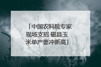 中国农科院专家现场支招 磁县玉米单产要冲新高