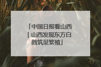 中国日报看山西｜山西发现东方白鹳筑巢繁殖