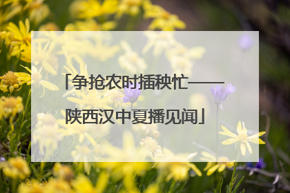 争抢农时插秧忙——陕西汉中夏播见闻