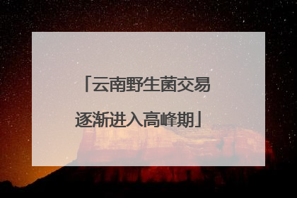 云南野生菌交易逐渐进入高峰期
