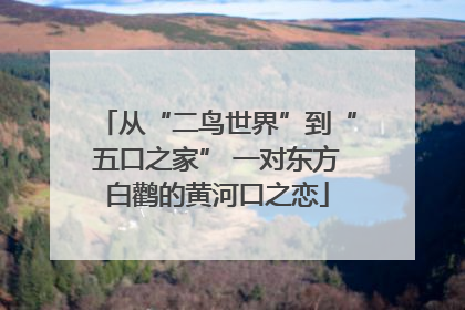 从“二鸟世界”到“五口之家” 一对东方白鹳的黄河口之恋
