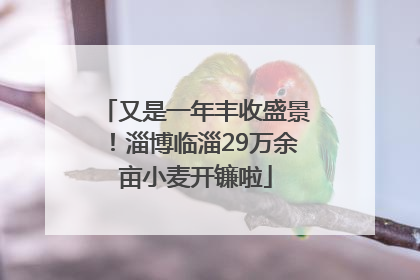 又是一年丰收盛景！淄博临淄29万余亩小麦开镰啦