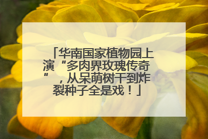 华南国家植物园上演“多肉界玫瑰传奇”，从呆萌树干到炸裂种子全是戏！