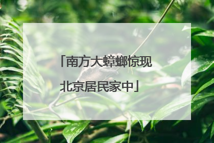 南方大蟑螂惊现北京居民家中