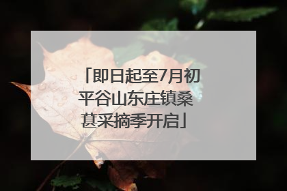 即日起至7月初 平谷山东庄镇桑葚采摘季开启