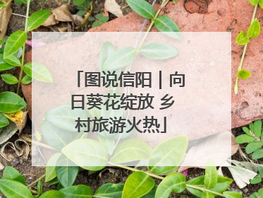 图说信阳｜向日葵花绽放 乡村旅游火热
