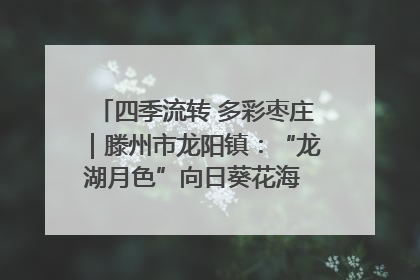 四季流转 多彩枣庄｜滕州市龙阳镇：“龙湖月色”向日葵花海 绘就乡村振兴新画卷