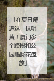 在夏日邂逅这一抹明黄！厦门多个路段和公园腊肠花盛放