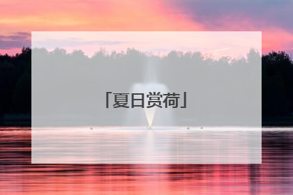 夏日赏荷