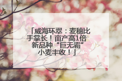 威海环翠：麦穗比手掌长！亩产高1倍 新品种“巨无霸”小麦丰收！