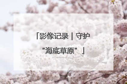 影像记录｜守护“海底草原”
