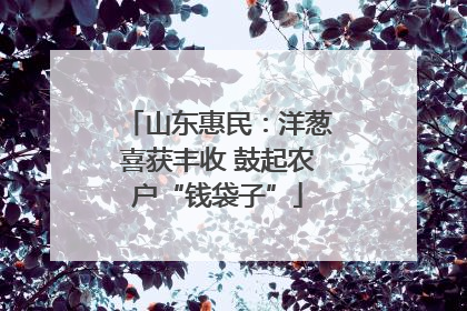 山东惠民：洋葱喜获丰收 鼓起农户“钱袋子”
