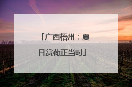 广西梧州：夏日赏荷正当时