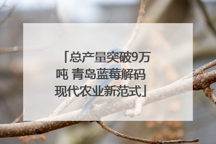 总产量突破9万吨 青岛蓝莓解码现代农业新范式