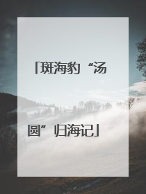 斑海豹“汤圆”归海记