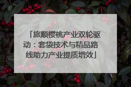 旅顺樱桃产业双轮驱动：套袋技术与精品路线助力产业提质增效