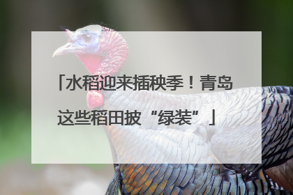 水稻迎来插秧季！青岛这些稻田披“绿装”