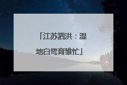 江苏泗洪：湿地白鹭育雏忙