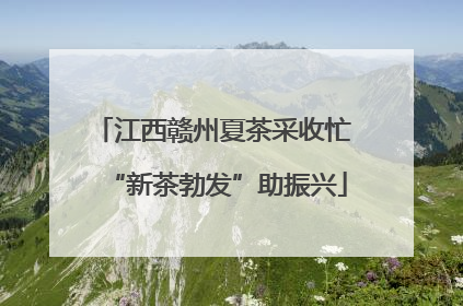 江西赣州夏茶采收忙 “新茶勃发”助振兴