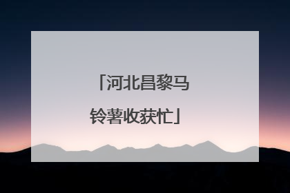 河北昌黎马铃薯收获忙