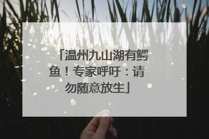 温州九山湖有鳄鱼！专家呼吁：请勿随意放生