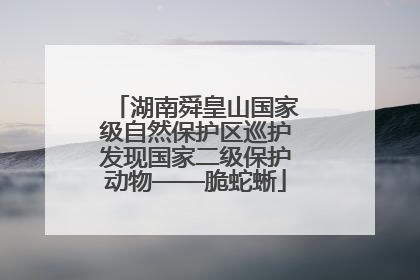 湖南舜皇山国家级自然保护区巡护发现国家二级保护动物——脆蛇蜥