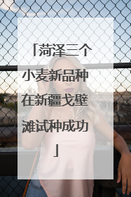 菏泽三个小麦新品种在新疆戈壁滩试种成功