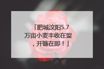 肥城汶阳5.7万亩小麦丰收在望，开镰在即！