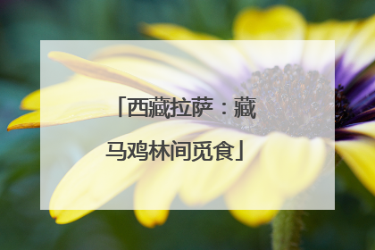 西藏拉萨：藏马鸡林间觅食