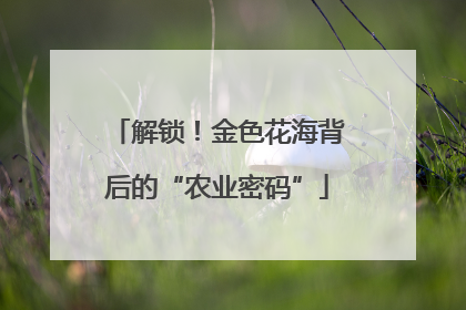 解锁！金色花海背后的“农业密码”