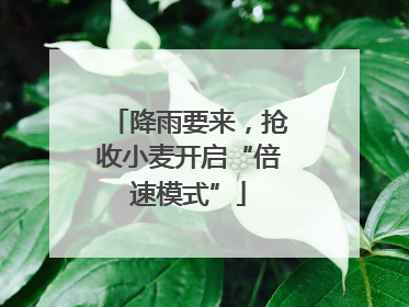 降雨要来，抢收小麦开启“倍速模式”