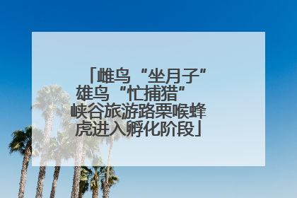 雌鸟“坐月子”雄鸟“忙捕猎” 峡谷旅游路栗喉蜂虎进入孵化阶段