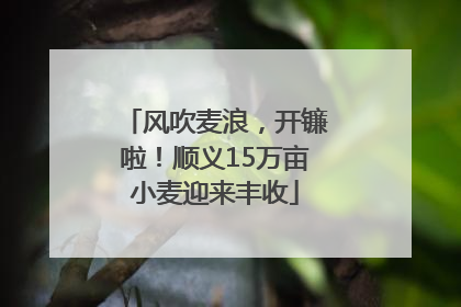 风吹麦浪，开镰啦！顺义15万亩小麦迎来丰收