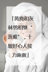 黄麂和灰林鸮相继“落难”，十堰好心人接力施救